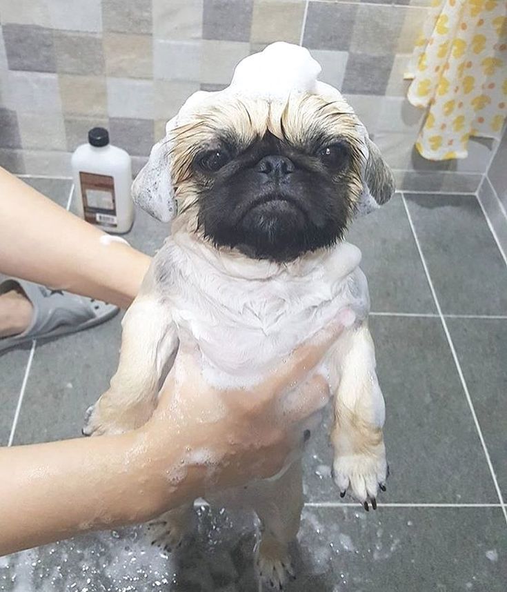 bathing dog