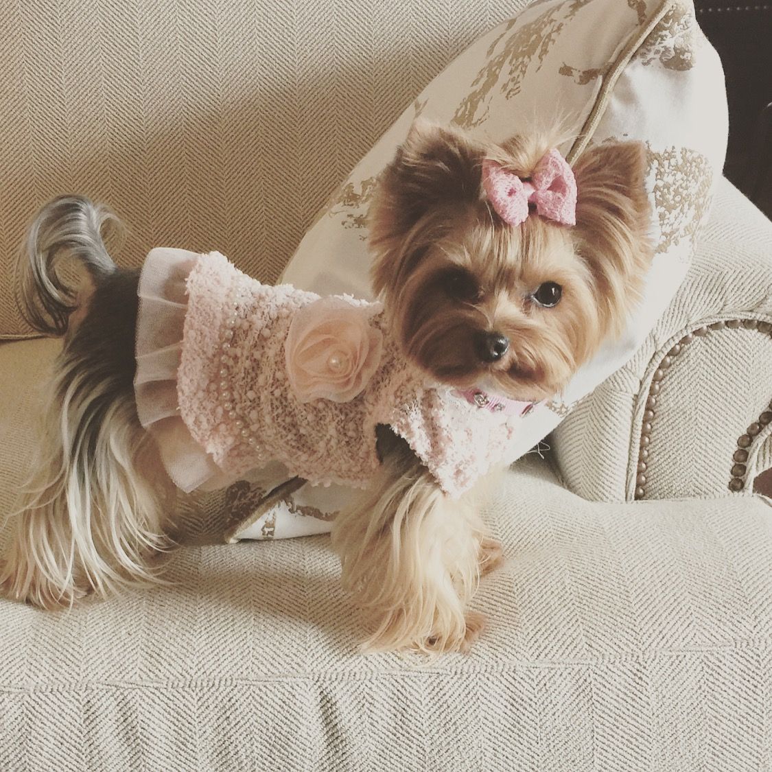 dressed yorkshire terrier