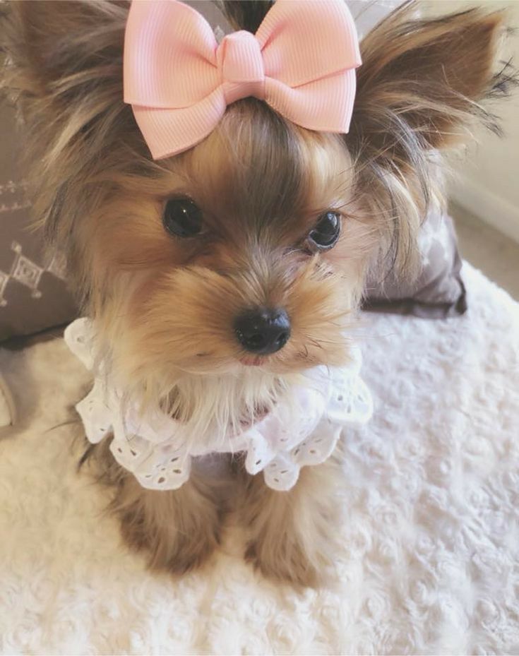 dressed yorkshire terrier