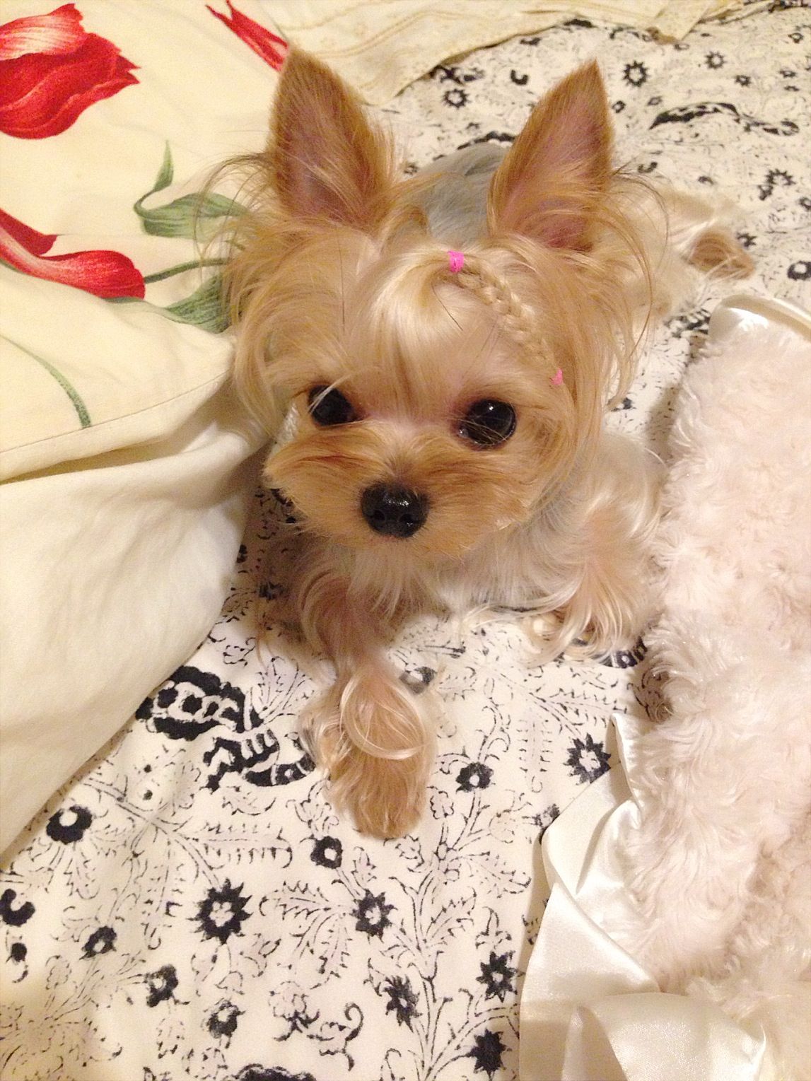 yorkshire terrier with braids