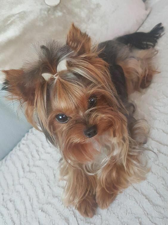 yorkshire terrier