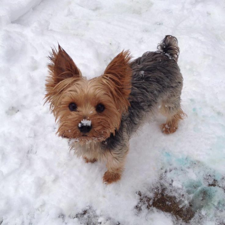 yorkshire terrier