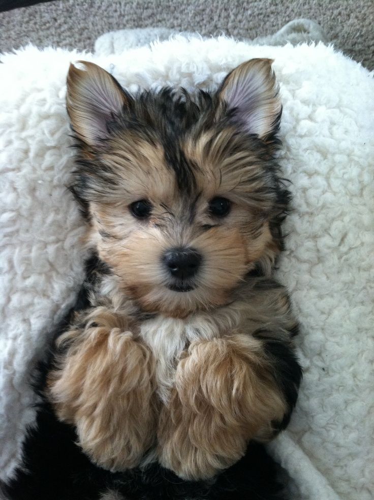 maltese yorkie