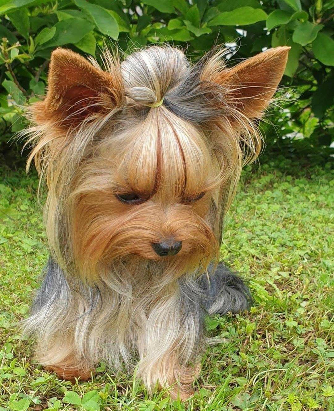 schnoodle yorkie