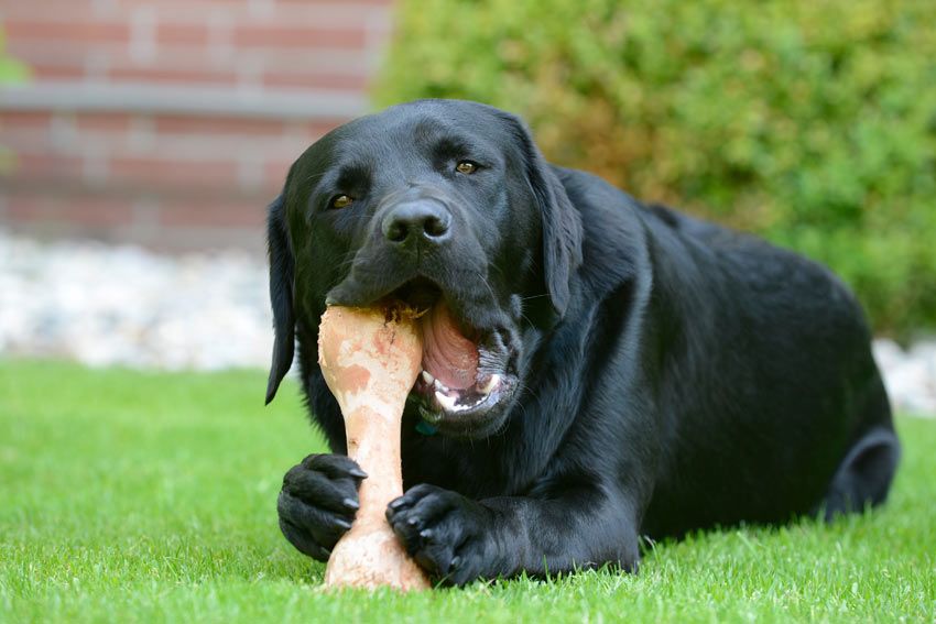 dog eating bones