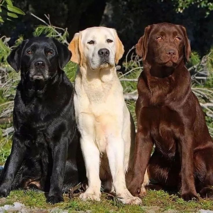 labrador retrievers