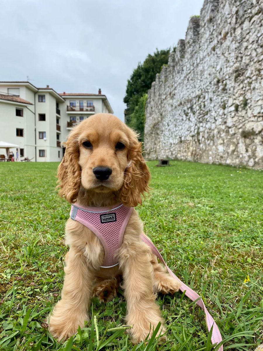 cocker spaniel