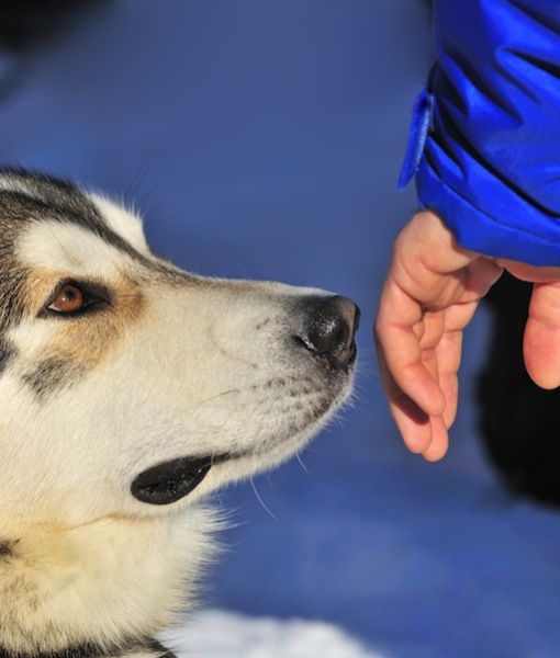 man sniffing and dog