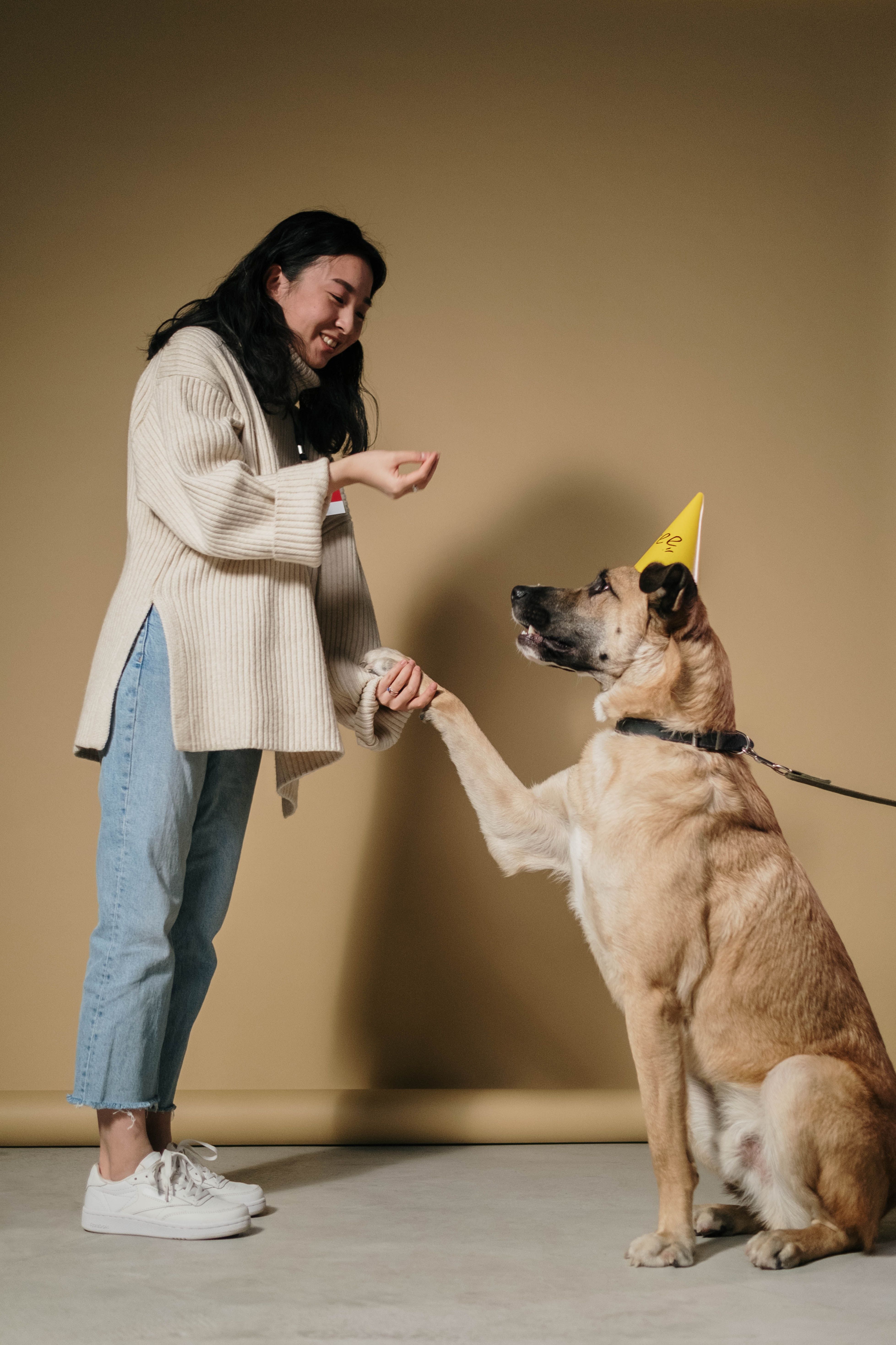 technically training dog