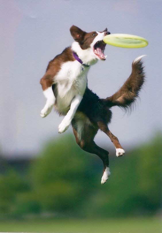 dog  jumping