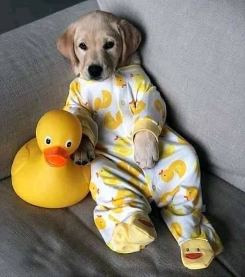 dog wearing pajama