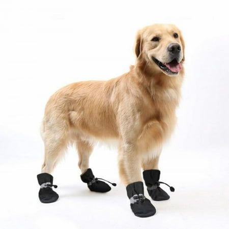 dog shoes