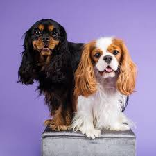 Sir Lancelot: A Cavalier King Charles Spaniel