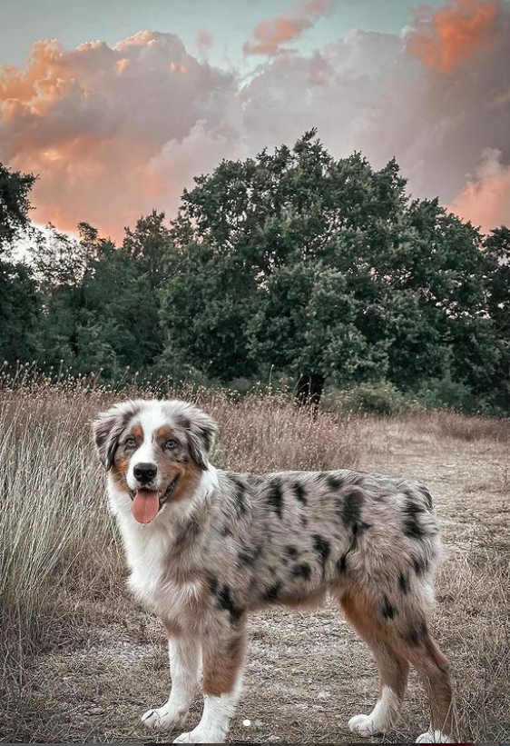 australian shepherd