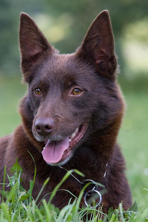 australian kelpie