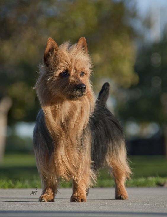 australian terrier