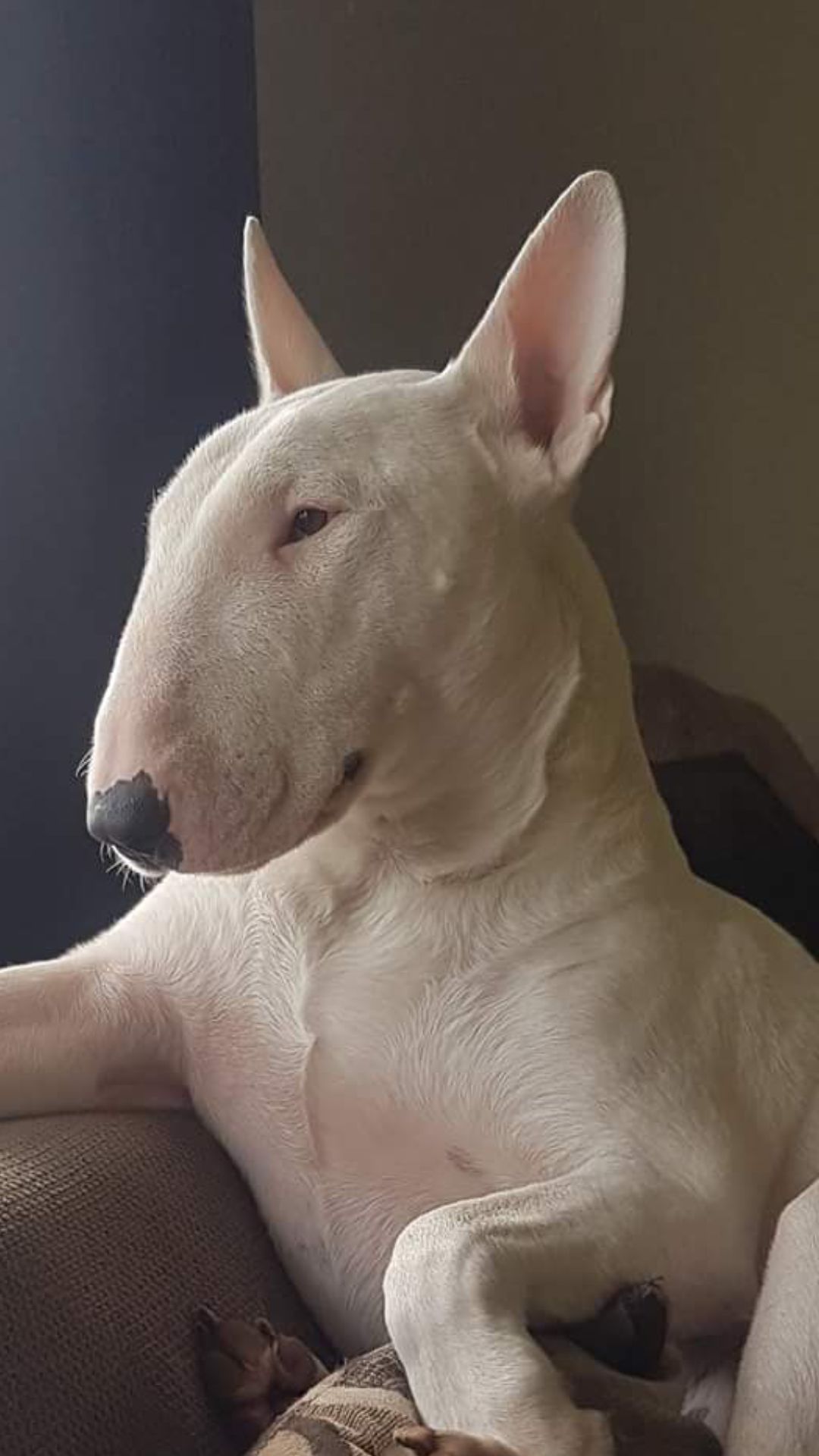 bull terrier