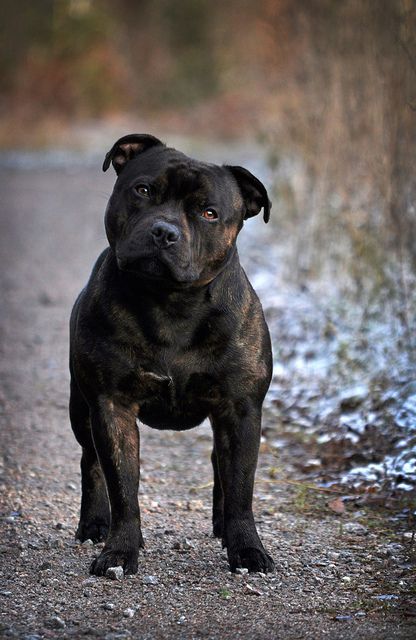 Staffordshire Bull Terrier