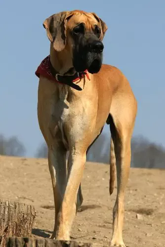 the great dane