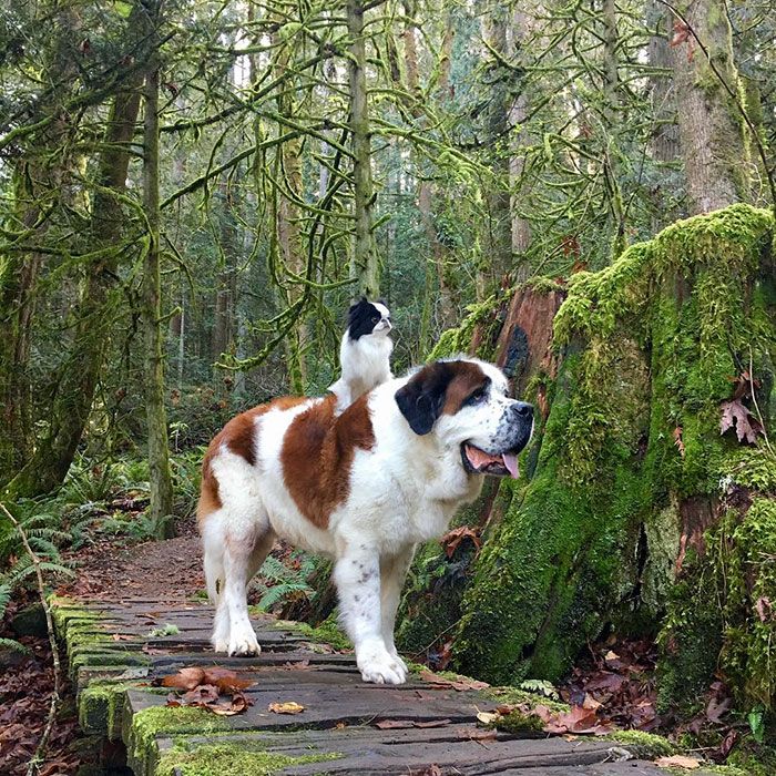 the saint bernard dog