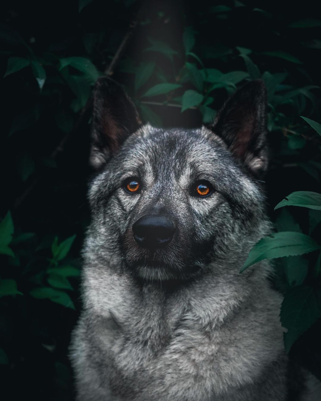 Norwegian Elkhound