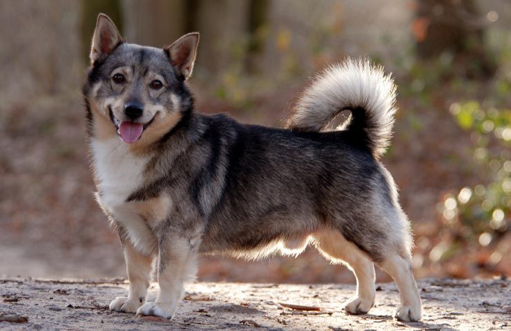 Swedish Vallhund