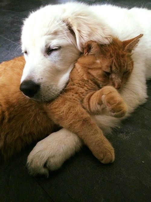 cat and dog