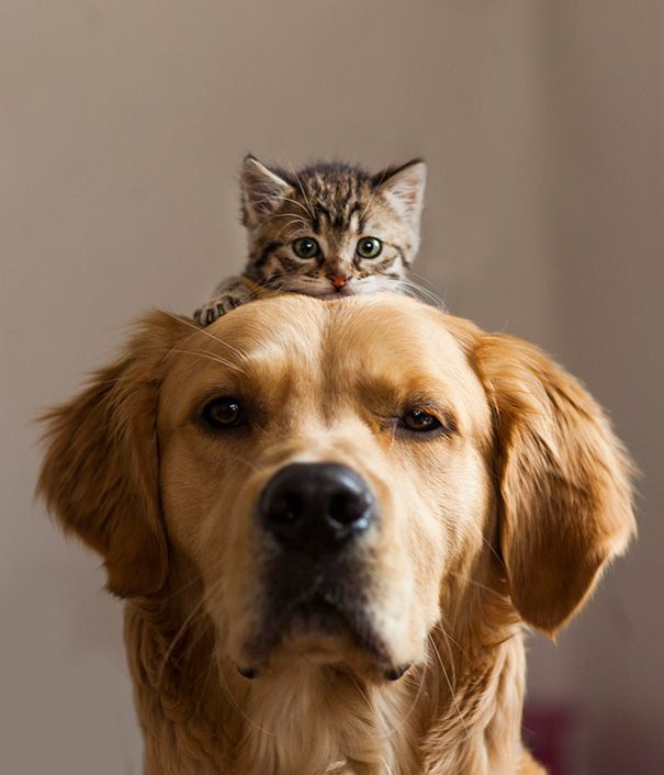 cat and dog