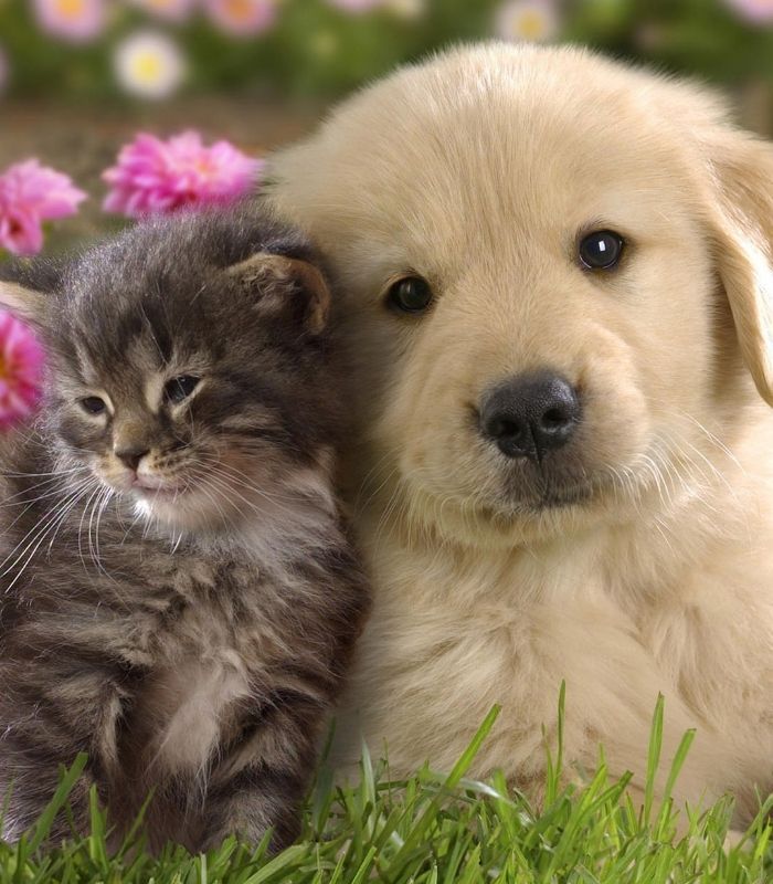 puppy and kitten