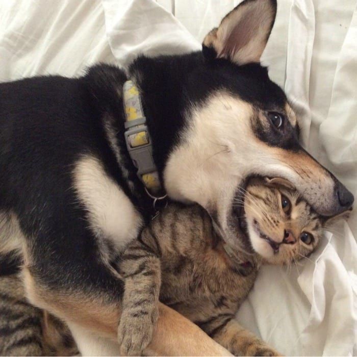 dog and cat