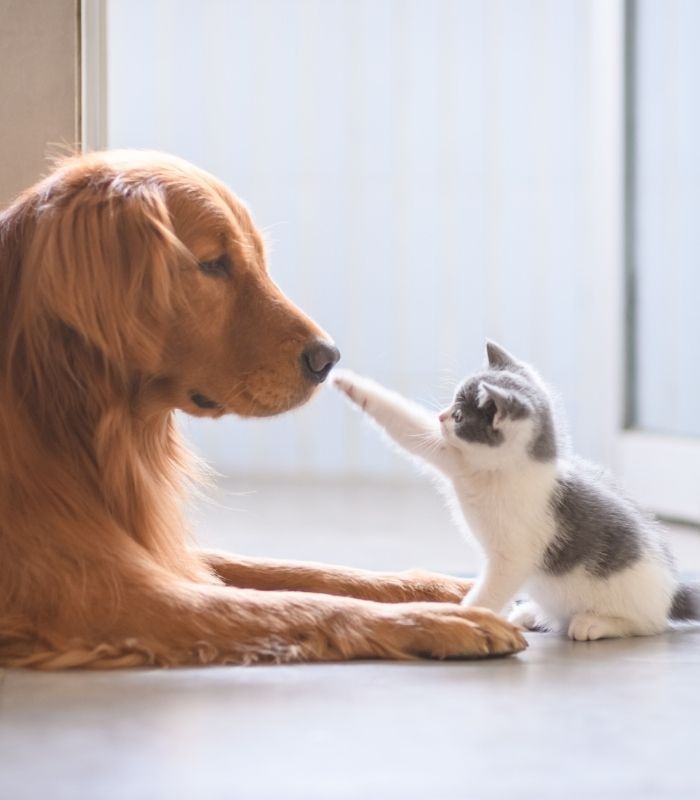 puppy and kitten