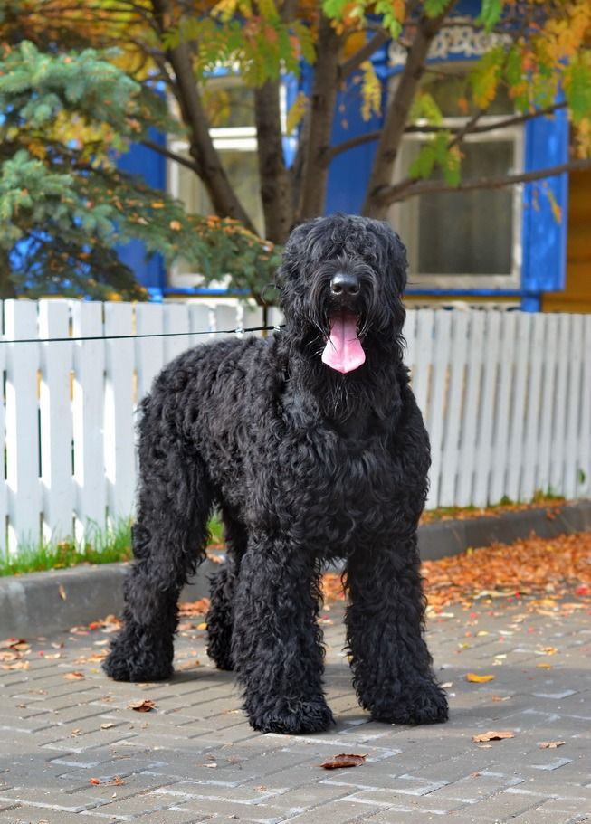 russian black terrier