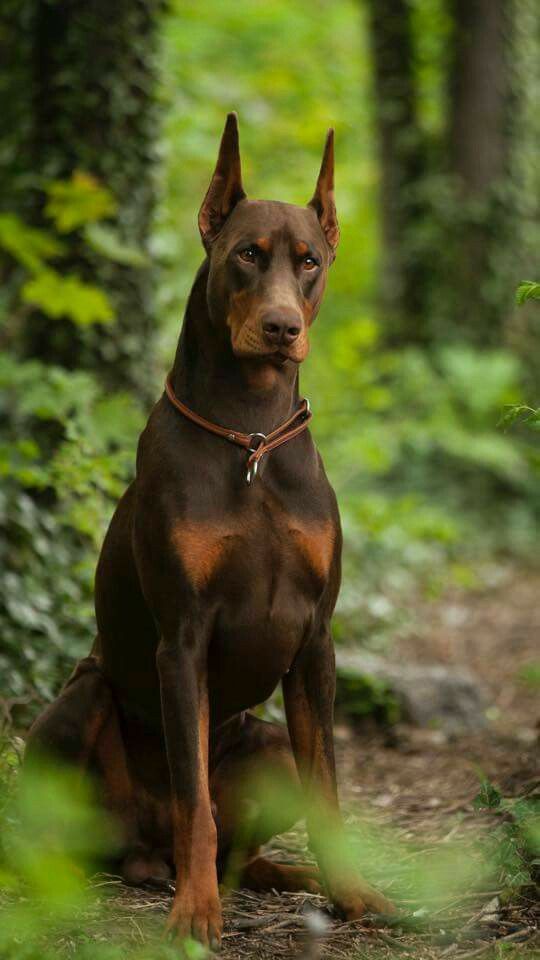 Doberman Pinscher