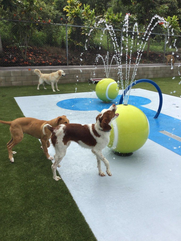 splashing water to dog