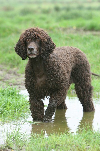 irish water spaniel