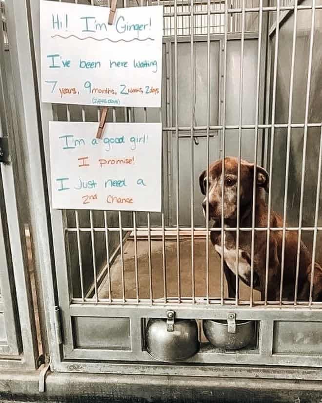 dog shelter