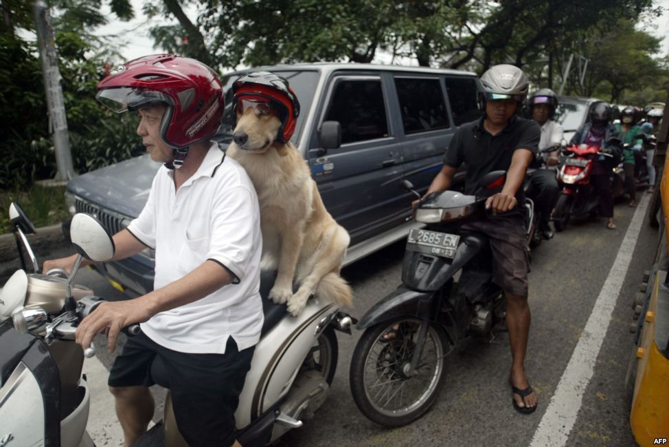 dog in java island