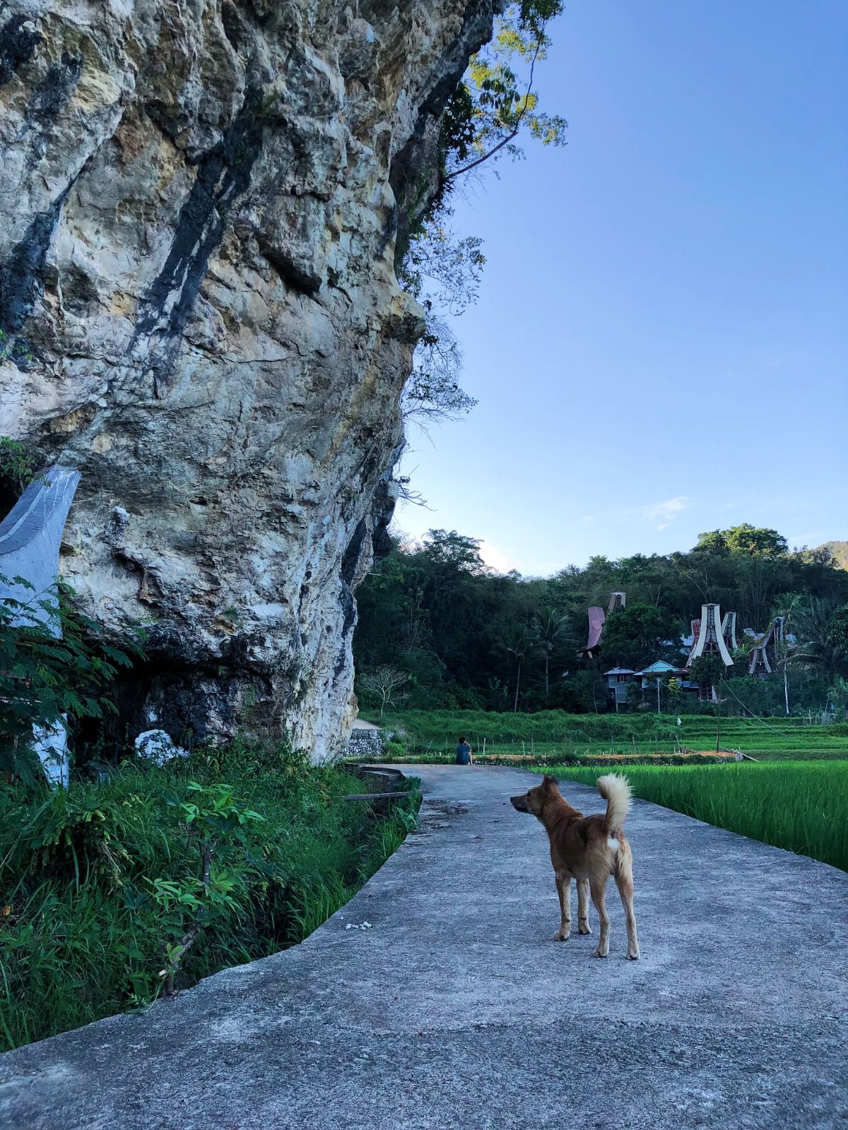 sulawesi dog