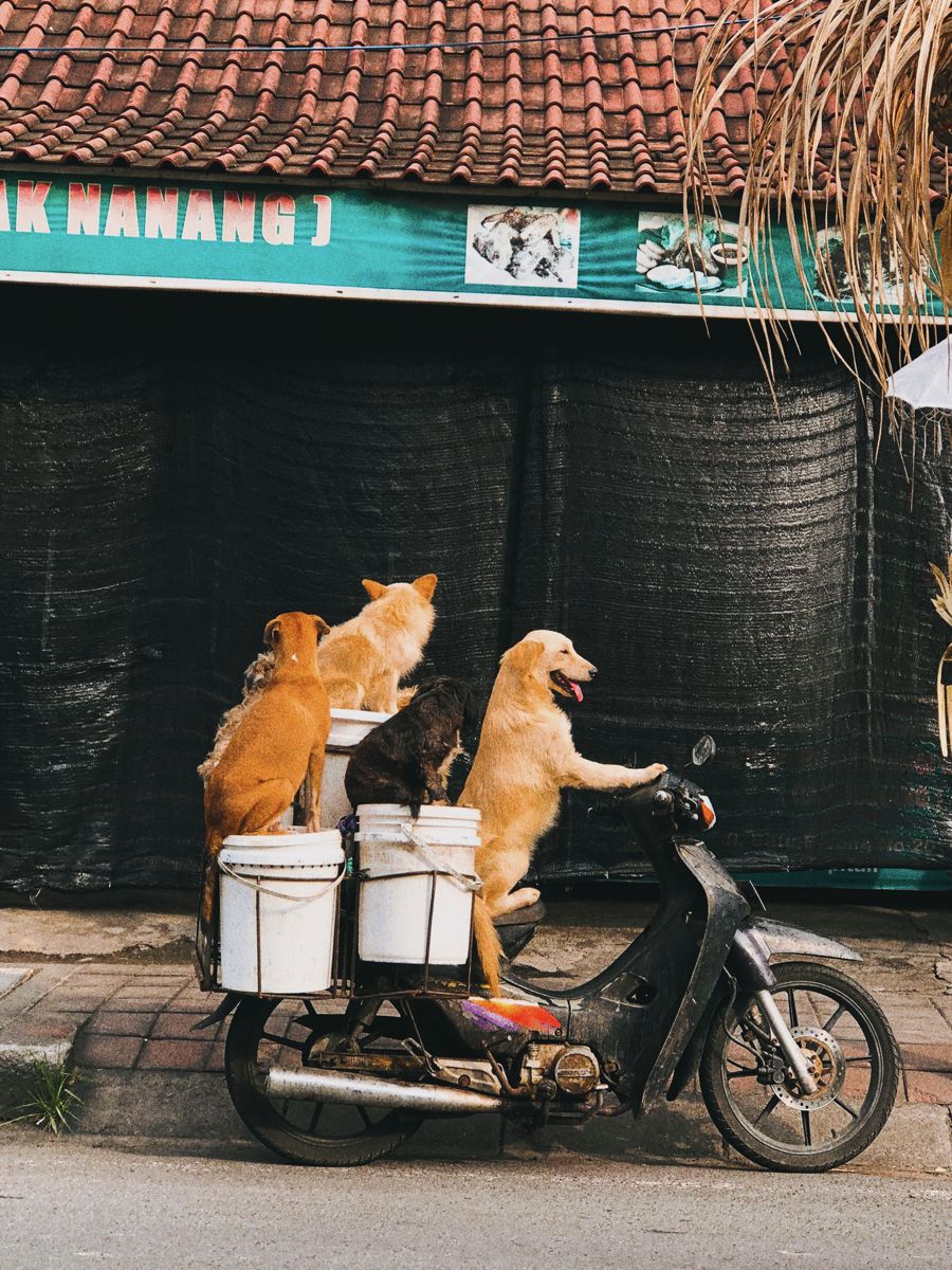 dog in bali