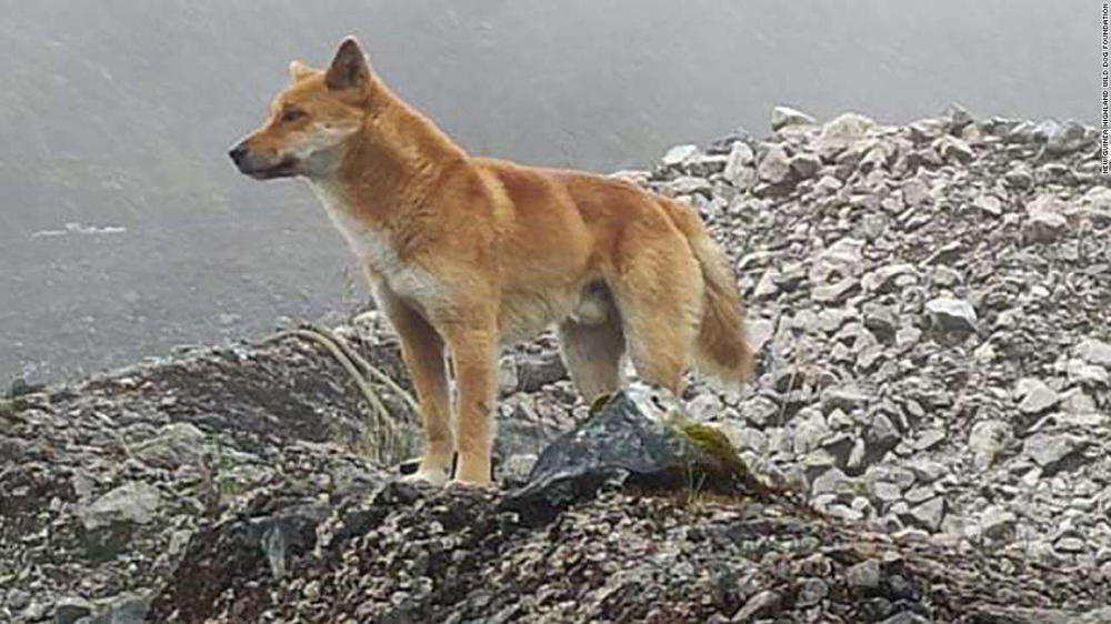 dog in papua