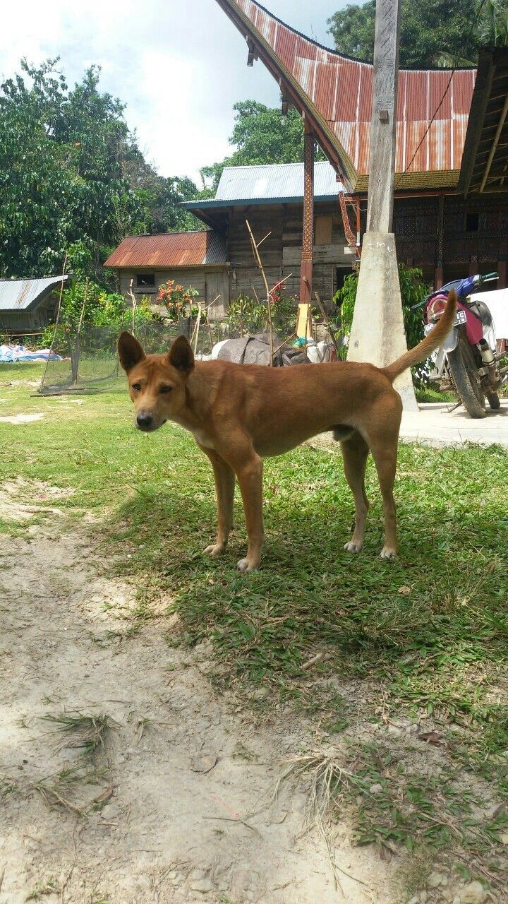 dog in toraja