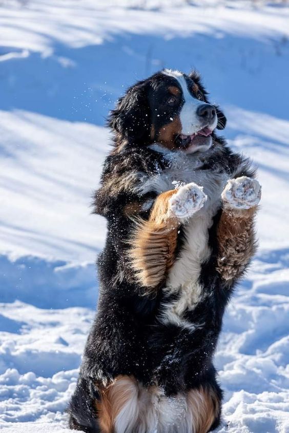 bernese mountain dog