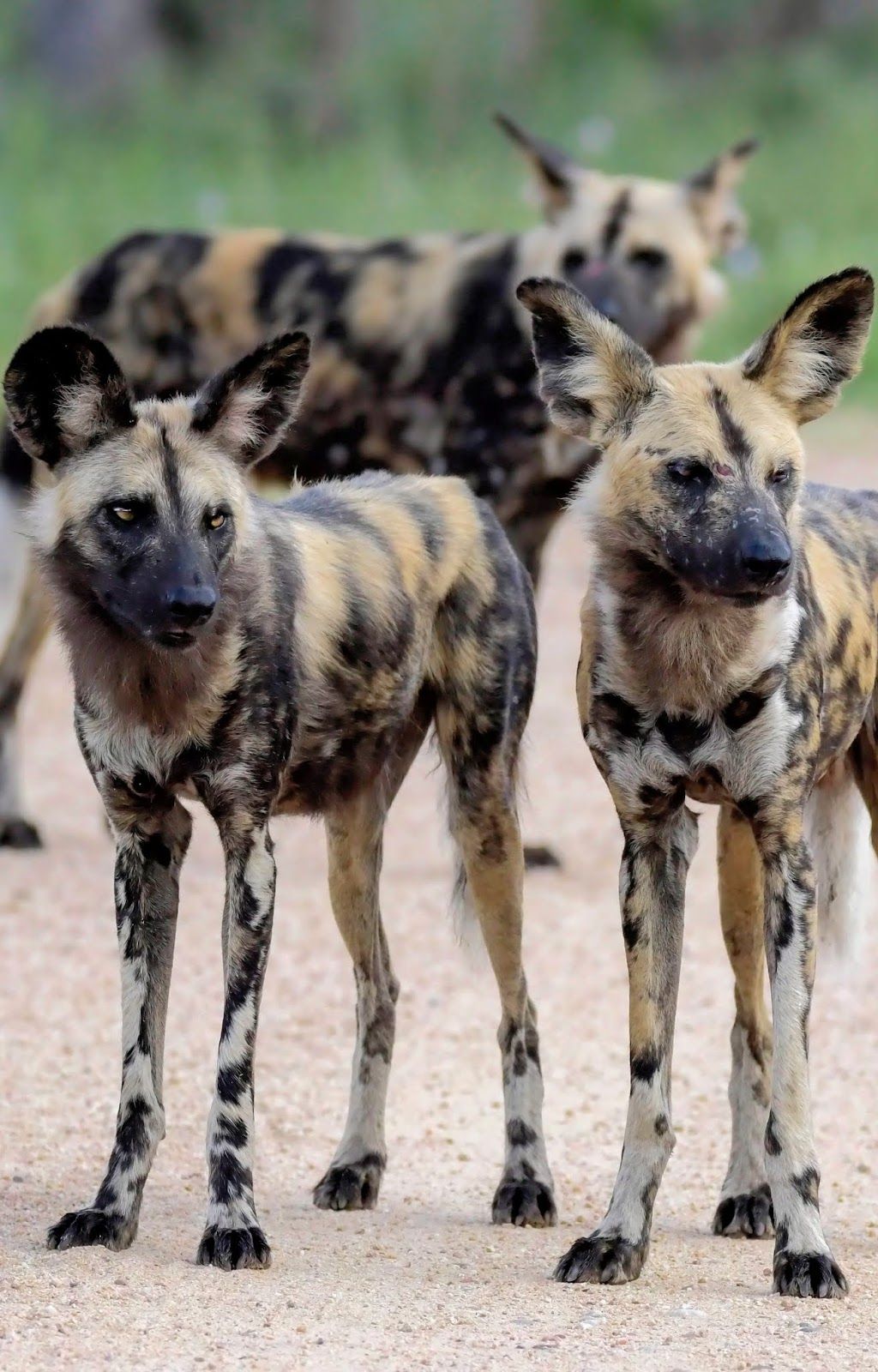 african dogs