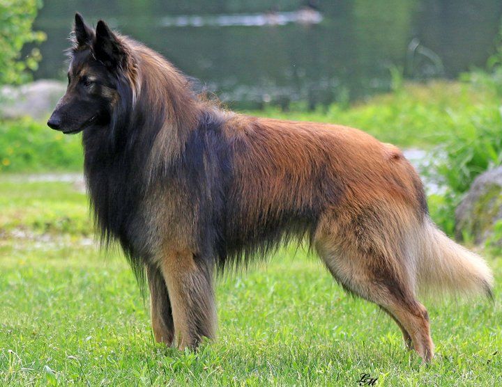 tervuren