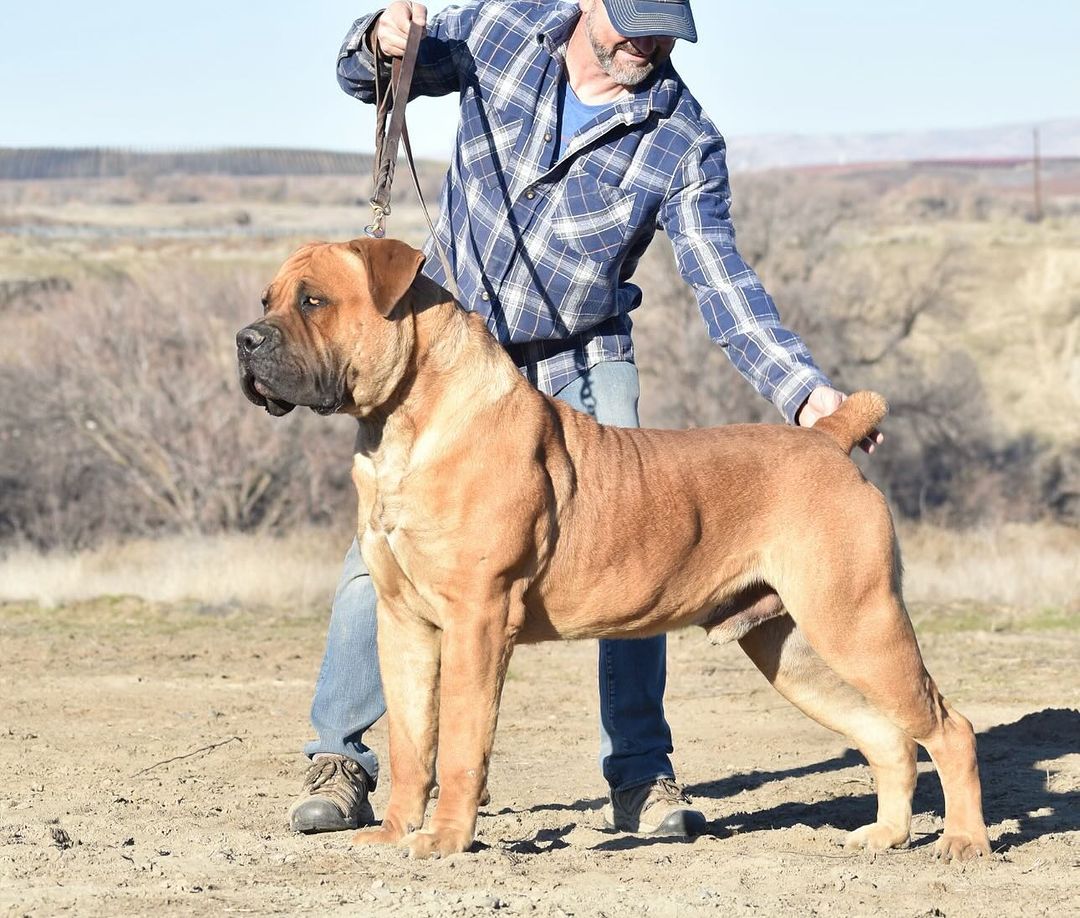 boerboel