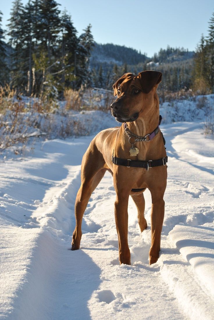 the rhodesian ridgeback