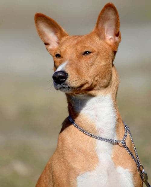 the basenji