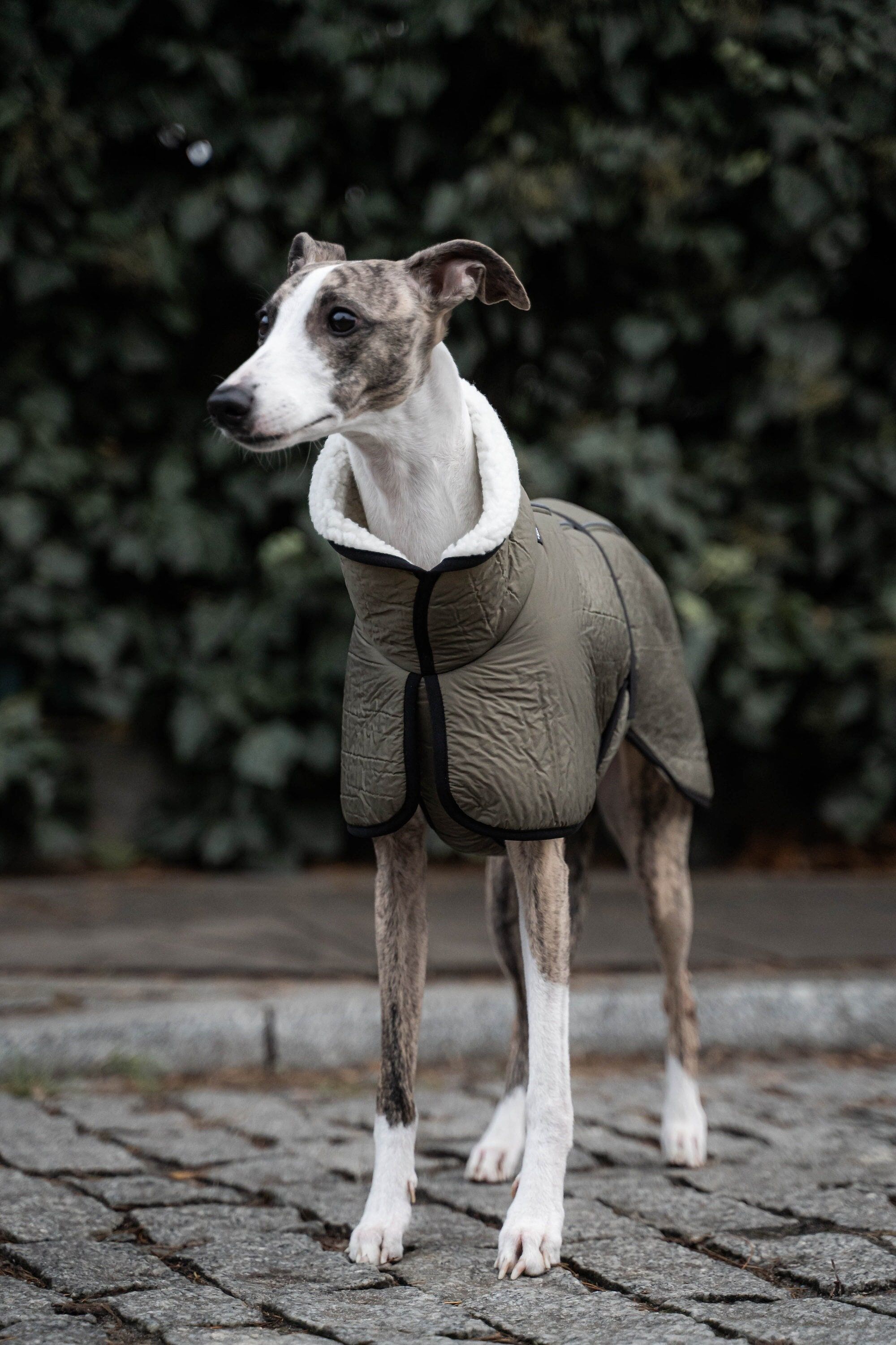 whippet