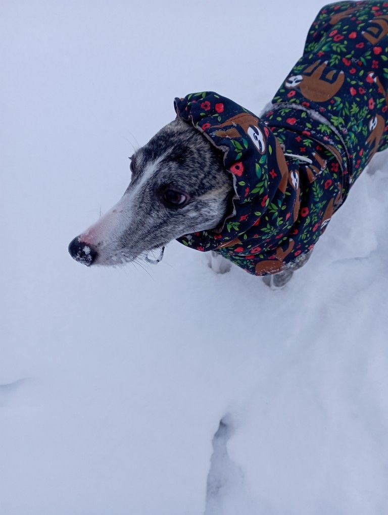 whippet in the winter