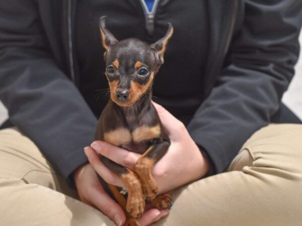 miniature pinscher